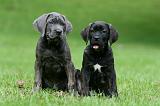 CANE CORSO 1204